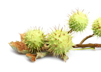Several green chestnuts on branch isolated on white