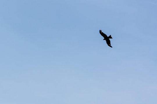 Silhouette eagle in blue sky