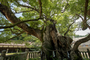 大山祇神社（愛媛県今治市大三島）