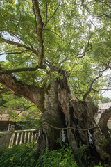 大山祇神社（愛媛県今治市大三島）