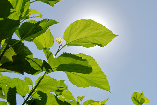 mulberry leaf againt to the blue sky