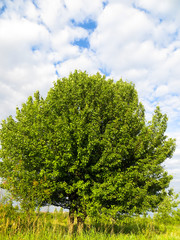 Green tree against the sky