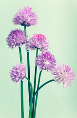 Bunch of chives on light green vintage  background