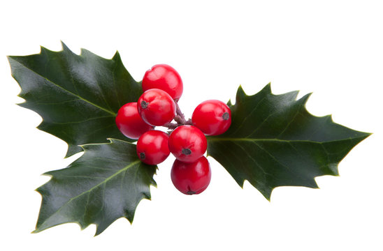 Sprig of Christmas holly with red berries isolated on a white background 