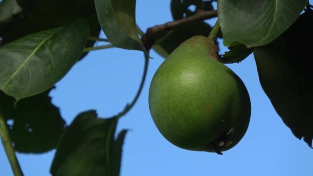 Close up of green unripe pear hanging in pear tree also showing the green leafs of the fruit tree moving slowly by wind and blue sky background fruit not ready for picking but very fresh and healthy