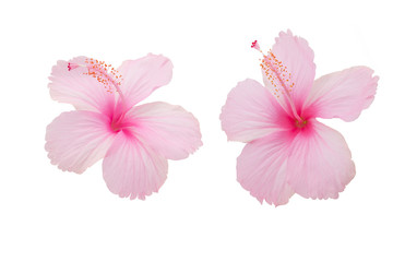 Two Pink Hibiscus Folwers on white background