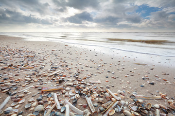 many shell on sand beath at low tide