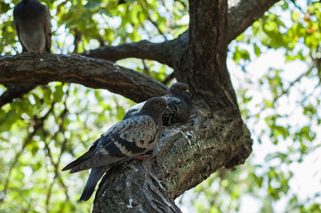 Pigeons in the park