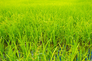 Agricultural background of green rice field