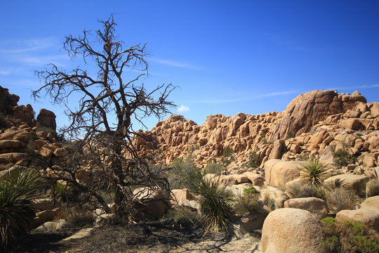 Joshua Tree National Park