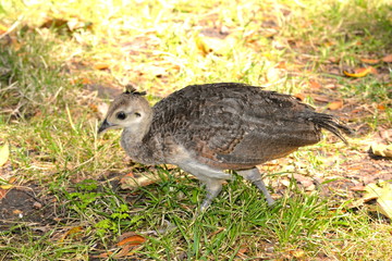 Petit paon, juvénile, petit