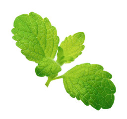 Green lemon melissa, mint leaves isolated