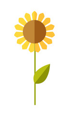 Sunflower, wheat, corn vector illustration.  