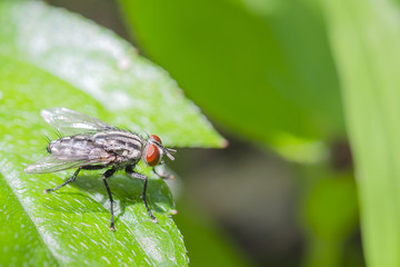 Close up fly on green leaf