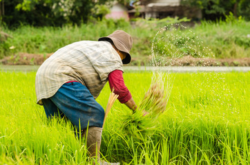 Naklejka na ściany i meble Farmers are planting rice in the farm