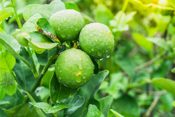 lime green on branch tree in a rainy day