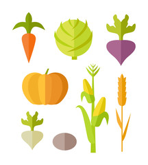 Set of Vegetables Vector Illustration.  