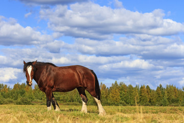 Fototapeta premium beautiful horse amongst scenery