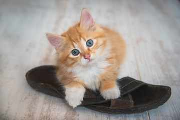 Little red kitten playing with a slipper