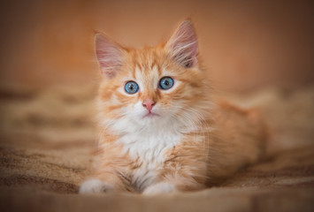 Adorable little kitten lying on the bed