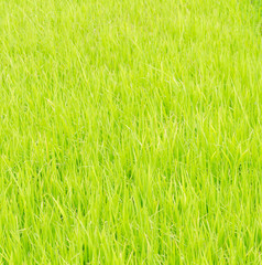 green rice field in farm background