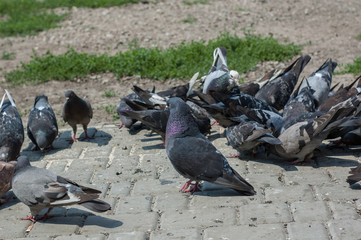 Fototapeta premium Pigeons in the park
