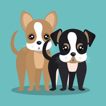 couple breed dogs isolated icon design, vector illustration  graphic 