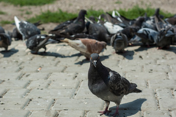 Pigeons in the park