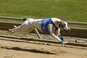 Wit-grijze windhond met 4 poten van de grond.