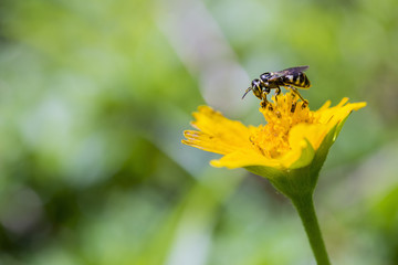 The bee on the yellow flower