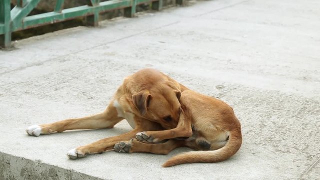 Homeless dog lying on the ground. Red-haired stray dog. 