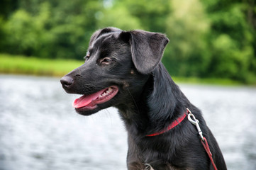 Beautiful black dog on fishing boat