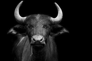 grappig buffelportret