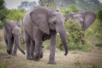 elephant caravan