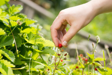 A hand of active gardener / girl harvesting wild strawberries in