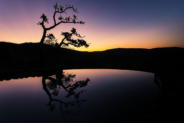 tree reflection