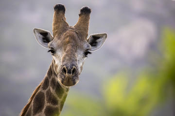 Giraffe portrait