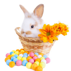 Cute bunny in a basket with flowers and colorful decorations isolated on white