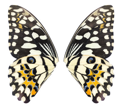 Butterfly wings isolated on white background. File contains a clipping path, Lime Butterfly, Papilo demoles