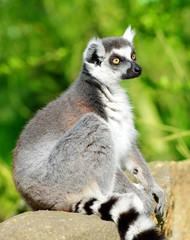 Naklejka na ściany i meble Portrait of a Lemur catta.
