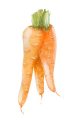 Watercolor fresh carrot