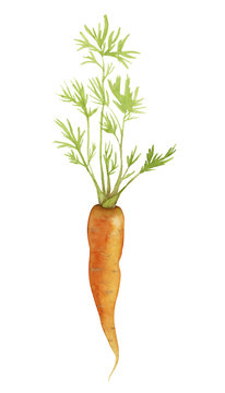 Watercolor fresh carrot with leafs