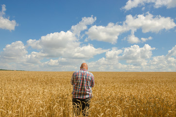 hairless Man standing in wheat field. Horizontally framed shot.