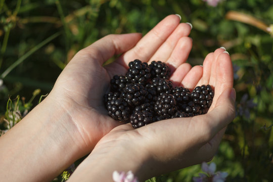 A handful of blackberries
