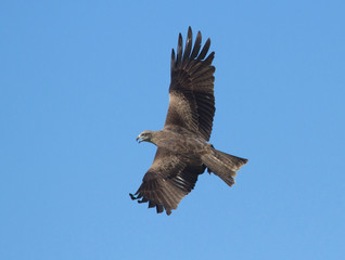 Obraz premium Red Kite (Milvus Milvus) in flight 