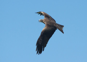 Red Kite (Milvus Milvus) in flight 