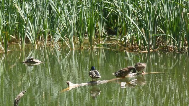 Three ducks sit on a log and preening its feathers. Lake landscape