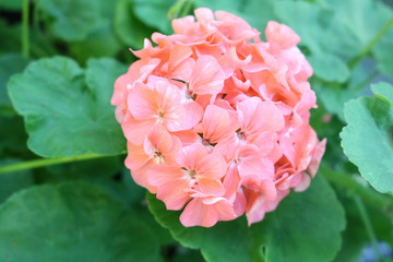 Obraz premium Pelargonium popular houseplants with various flowers color