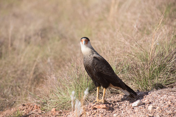 A caracara in Serra da Canastra, Minas Gerais, Brazil