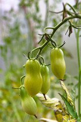 unripe tomatoes in the garden